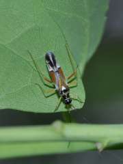 Cyllecoris histrionius